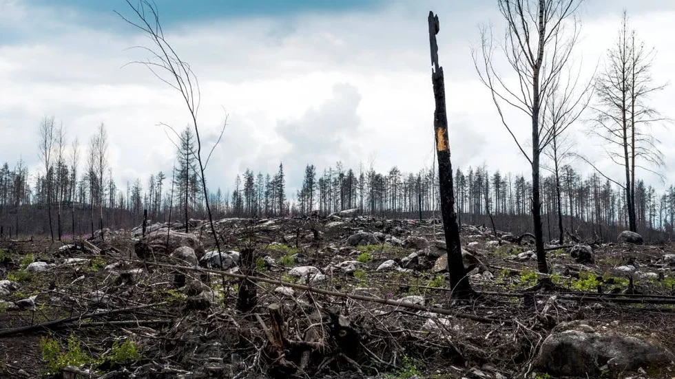 Falsk trygghet. Ett år efter skogsbranden i Västmanland.