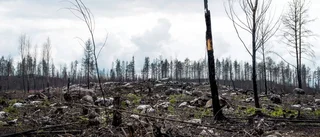 Viktiga lärdomar att dra från skogsbranden