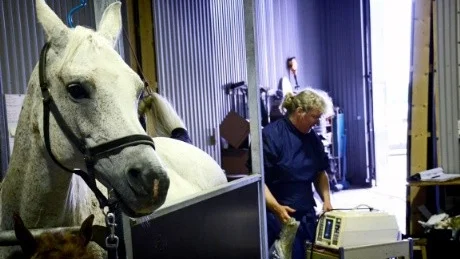SEMIN. På seminstationen är Ingrids uppgift att undersöka ston, både de dräktiga och de som ska semineras. Idag är drygt 60 ston inskrivna. "Det här är bland det roligaste man kan göra som veterinär om du frågar mig", säger Ingrid Ragnarsson.