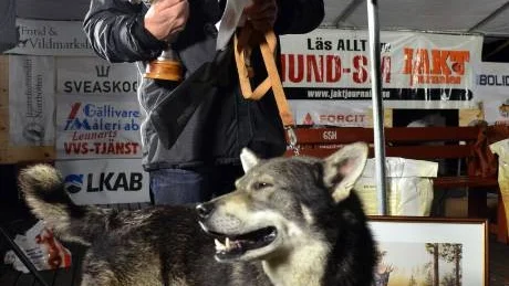 BÄSTA ÄLGHUND. SM i älghund avjordes i Gällivare i helgen och vinnaren blev jämthunden Buster. Ägaren Leif Ottosson, Ånge, gladdes med sin jaktkamrat.