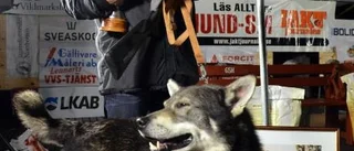 Buster från Ånge blev bäst på älg