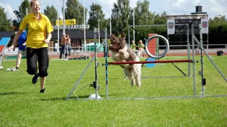 En fartfylld bild som skulle kunna passa i miljöalmanackan. Lina Sundqvist och Aqua från Boden vinner SM-guld i agility 2009 på Björknäsvallen.