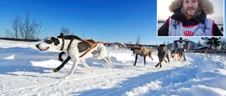 71-åringens udda påskfirande – kör 30 mil med hundspann
