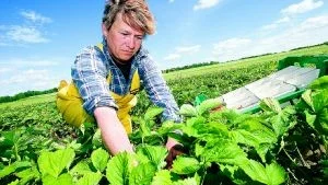 Maigorzata Wojcik trivs bra som jordgubbsplockare i Sverige. På en sommar tjänar hon motsvarande en polsk årslön. Foto: Niclas Sandberg