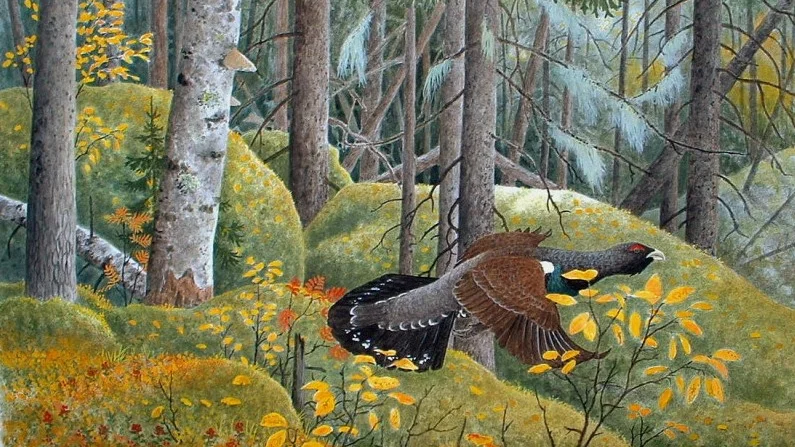 Hösttjäder (Teckning: Matsåke Bergström)