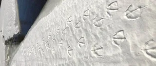 Spår i snön