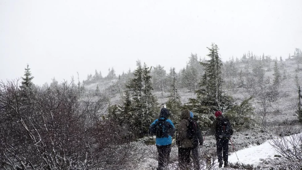 Människor på tur längs en markerad vandringsled i Sälenfjällen i november. Arkivbild.
