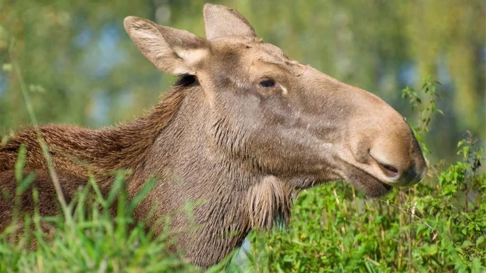 Älgbetesskadorna är svåra i länets norra delar.