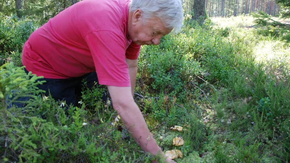 Kantareller. Sven-Erik Pettersson har ett hörn i skogen där han vet att kantarellerna kommer tidigt.