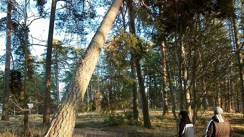 Många träd knäcktes i stormen.