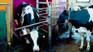 Korna går själva till mjölkroboten och står i kö för att bli mjölkade. Mjölkroboten är en del i den nya teknik som ingår i den stora investering som gjorts på gården. Så småningom ska det bli en robot till.
