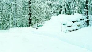 Foto:HANS BRANDIN Det finns anledning att ta det extra försiktigt i vinterväglaget den här vintern. Nu börjar virkesupplagen efter stormfällda träd att växa upp utmed vägarna.