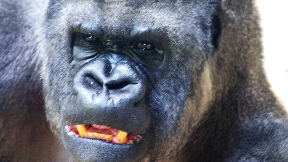 En av gorillorna på Kolmårdens djurpark, som får en betydligt bättre utomhusmiljö i år, när de släpps ut om några veckor.
