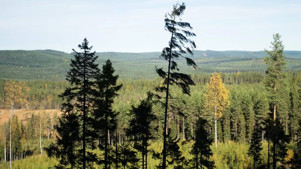 En EU-strid har blossat upp om hur skogen ska räknas i klimatsammanhang. Arkivbild.