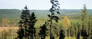 Heta viljor i skogsstrid i EU