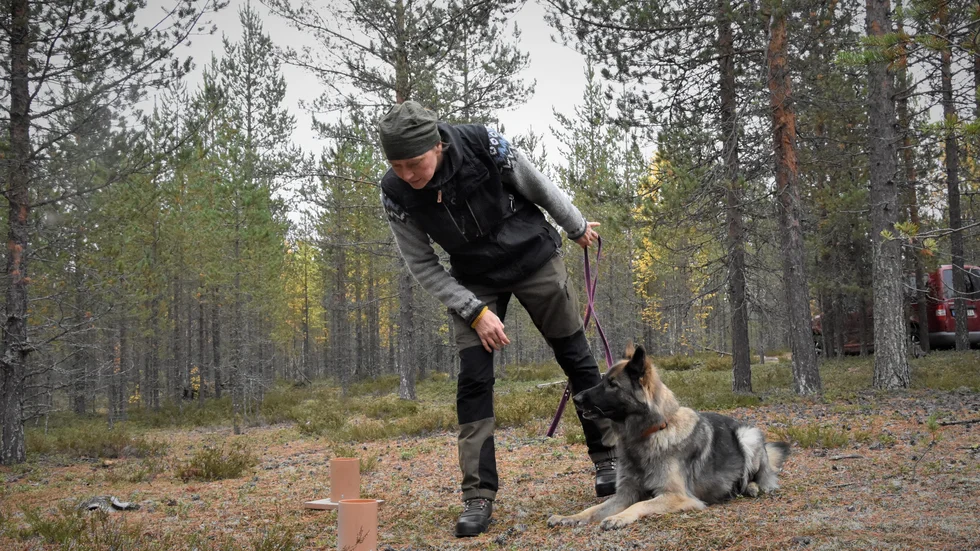 Gunilla Lindbäck har lärt Blixtra att markera vid lukten av brända benbitar med hjälp aven så kallad urvalsbana. Brända benbitar har placerats i en av behållarna, när Blixtra markerar rätt får hon belöning.