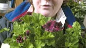 Britt-Inger Andersson, 52, är redan klar över att hon ska rösta ja, vilket gladde utrikesminister Anna Lindh som iklädd vit skyddsrock och mössa kollade in sorteringen av chokladdoppade godisbjörnar.
FOTO: ROBERT SVENSSON