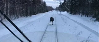 Älg försökte skrämma tåg