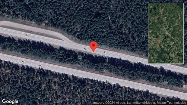 Hjortar på fel sida viltstängslet på E18