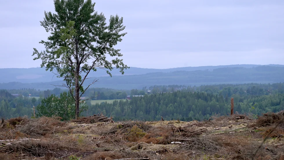 Danske Bank har bland annat pratat med skogsbolag, och konstaterar att det saknas ekonomiska incitament att ta hänsyn till den biologiska mångfalden. Arkivbild.