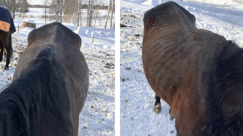 Länsstyrelsens egna bilder som togs i samband med ett oanmält besök hos en hästägare i Luleå som under många år har fått anmälningar på sig för bristande hästhållning. 