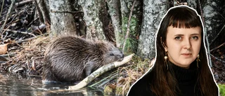 Urgulliga djuret blev invånarnas hjälte