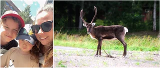 Renen Sven har gjort succé hos familjen