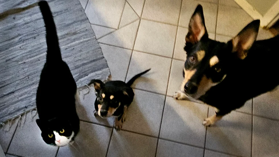 Samson hemma med sina hundkamrater.