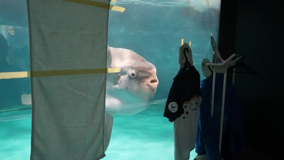 Klumpfisken i sitt akvarium i den sydjapanska prefekturen Yamaguchi.