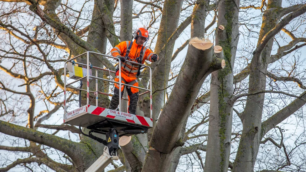 Avverkningen av Sju systrars bok i Slottsparken i Visby