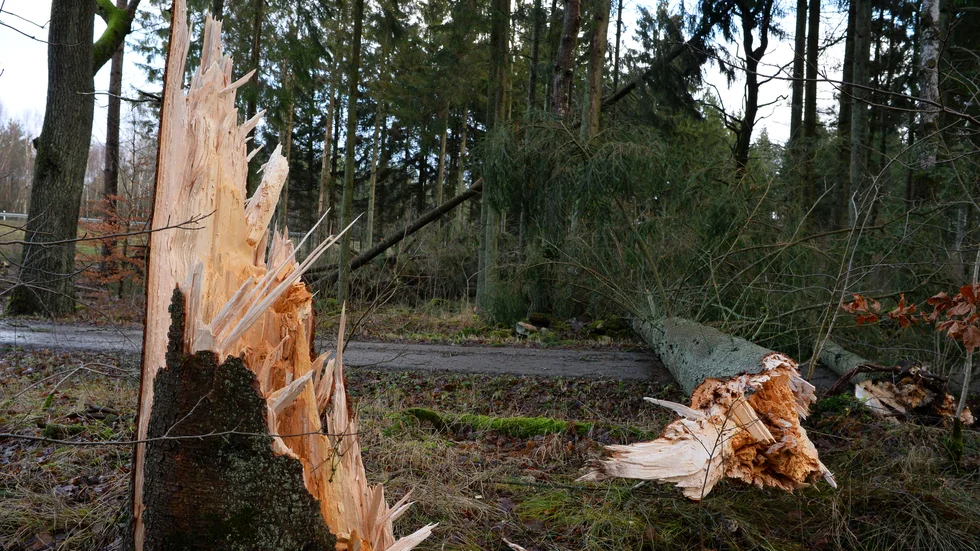 Stormskadad skog hotar byggnader. Bilden tagen i ett annat sammanhang.