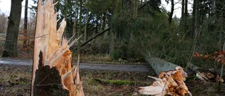 Stormskadad skog hotar byggnader