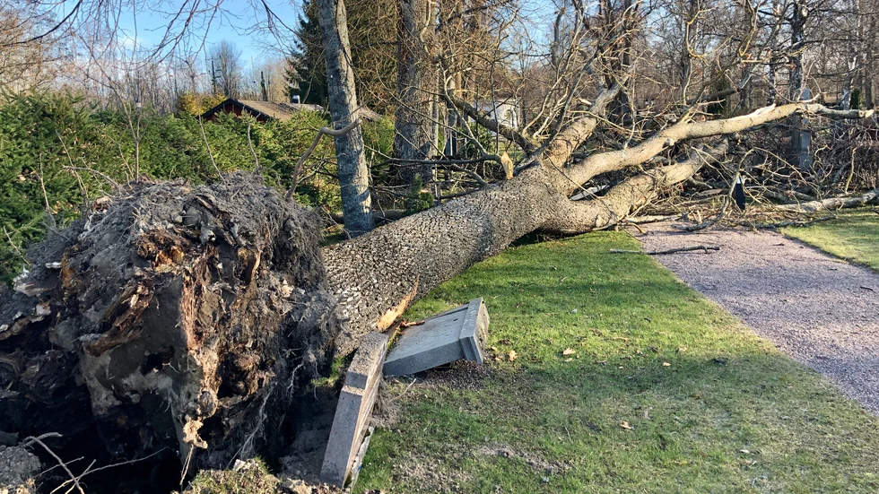 Den omkullblåsta asken har skapat stor förödelse på Västra kyrkogården. 