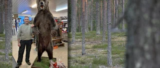 Nu kan Sveriges största björn beskådas