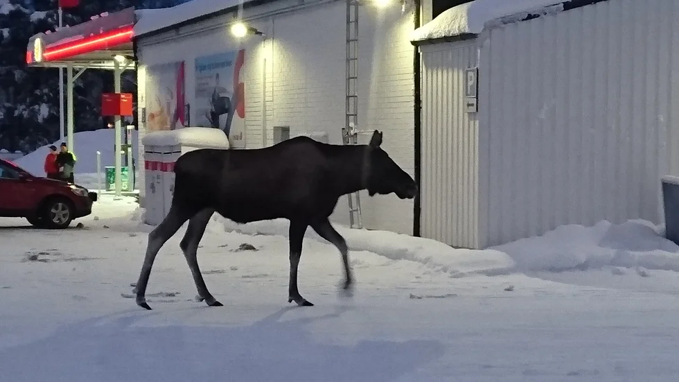 "Är det här man parkerar" kanske hon undrar, mamma älg.
