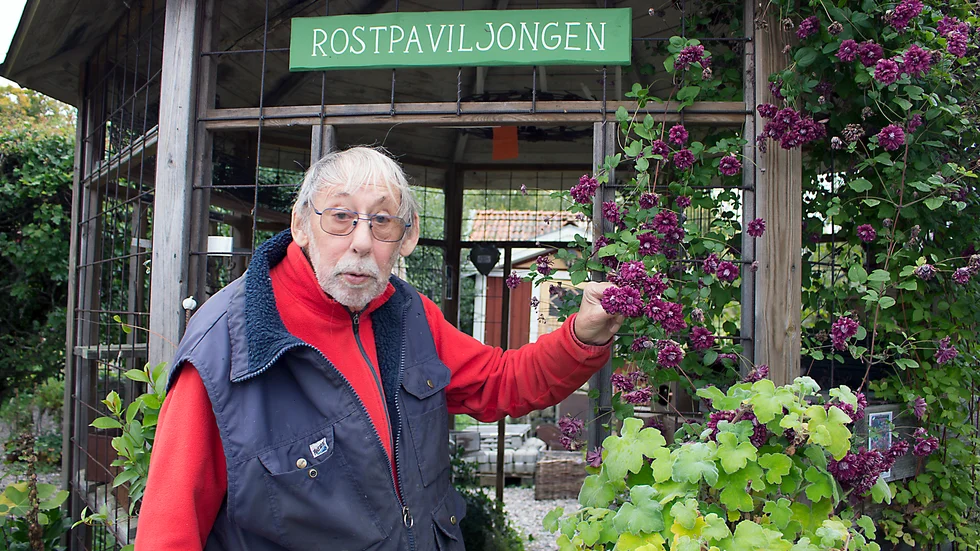 Per Stening visar en senblommande klematis. Den ska klippas ner före vintern. 