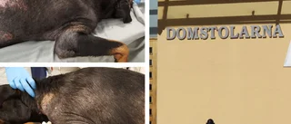 Hund led av sjukdomar – ägaren döms 