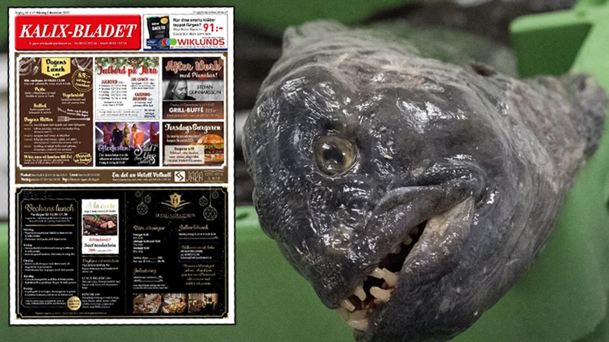 Är det pappersbruket i Karlsborg eller luktar annonsbladet fisk? Det tycker i alla fall flera Kalixbor som reagerat på papprets odör.