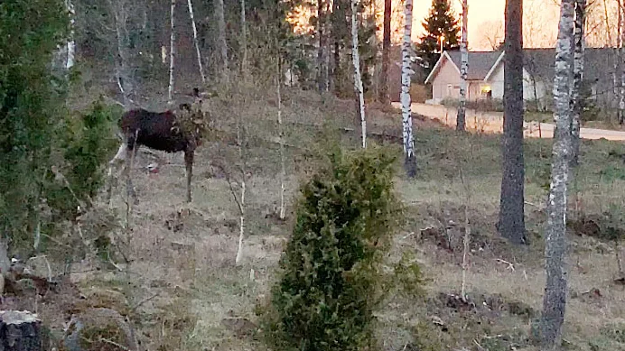 Älgar har skrämt boende i villakvarter och en älgko har varit aggressiv.