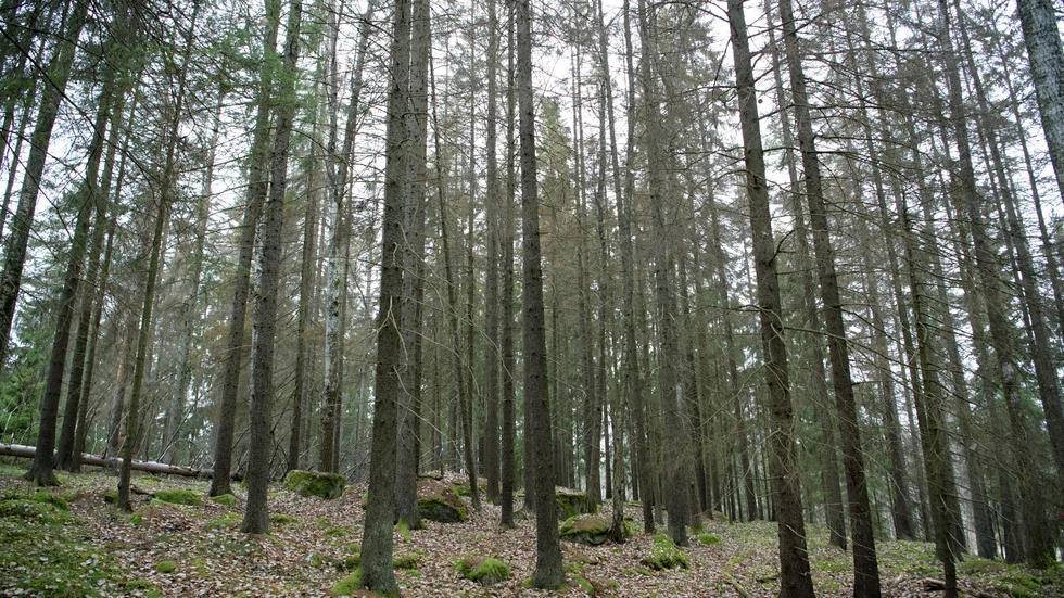 Fageruddsåsens naturreservat ägs av Enköpings kommun och Upplandsstiftelsen, och vi tar hand om området tillsammans, skriver Gillis Aronsson och Mona Bergius. (Bilden är tagen på en annan ort).