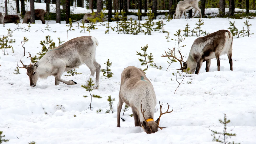 Både renar och älgkalvar har rivits av varg den senaste tiden.