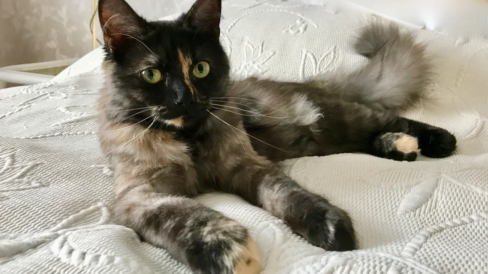 Katten Sammet är lika mjuk som namnet antyder.