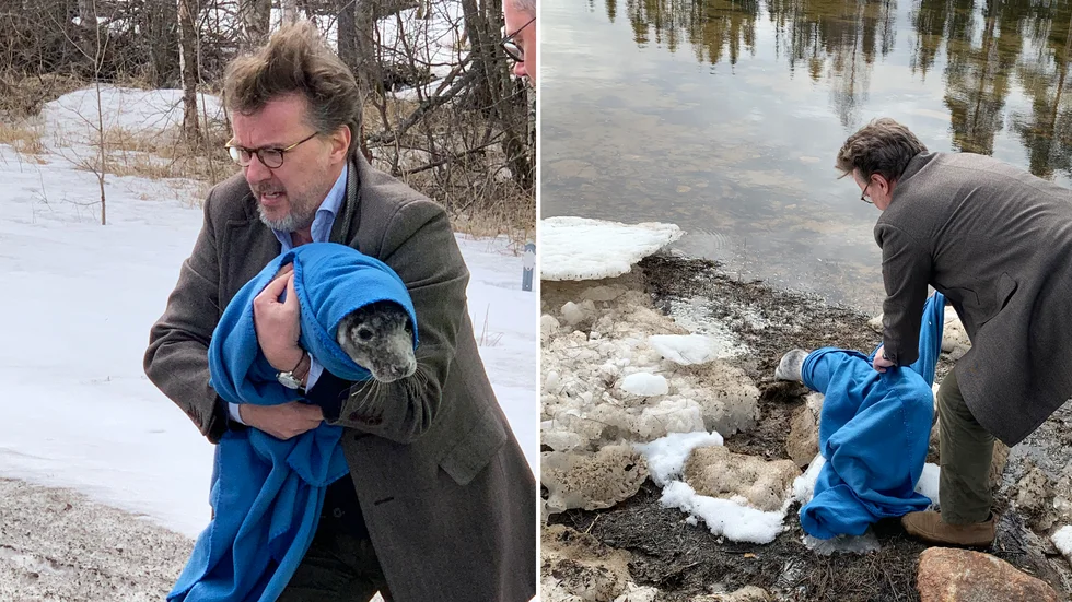 Petter Sundkvist lindade in den vilsna sälkuten i en filt under söndagens räddningsaktion på E4:an.