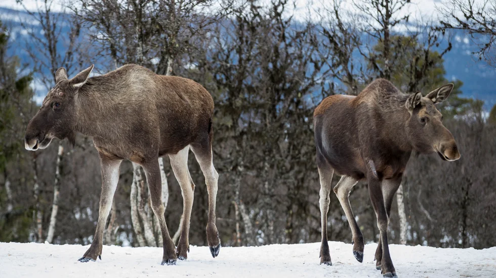 På många ställen samlas vintertid alltför många älgar på en alldeles för liten yta. Där orsakar de stora betesskador.