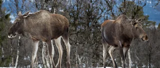 Sveaskog värnar om markägarnas bästa