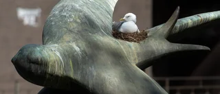 Måsarna har byggt bo på Svalorna