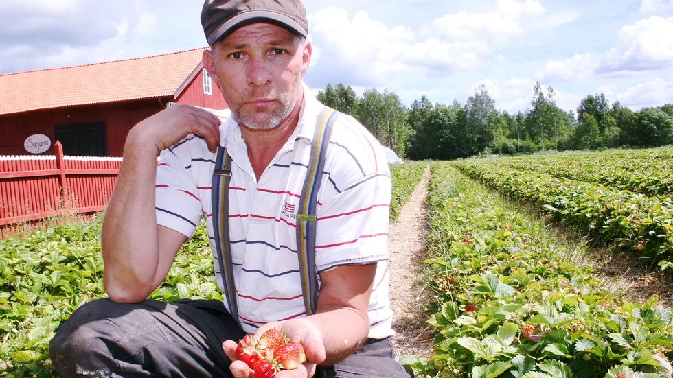 Stefan Kallin på Backa jordgubbsodling tror på att ta hjälp av skolungdomar i sommar, när de säsongsarbetare som brukar komma och jobba hos honom är fast i sina hemländer på grund av coronapandemin.
