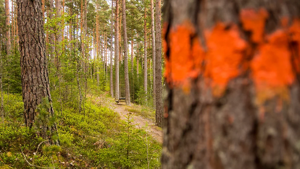 Sörmlandsleden. Vårt län har länge underskattats, även av blomstervänner och andra botanikintresserade.