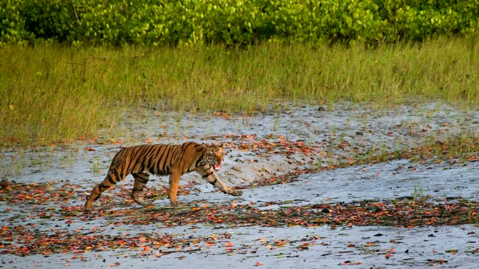 En bengalisk tiger stryker runt i området Sunderbans utanför staden Calcutta i Indien. Att Indiens tigrar attackerar människor är långt ifrån ovanligt. Arkivbild.