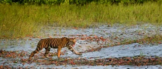 Tiger bakom lås och bom för tre dödsfall